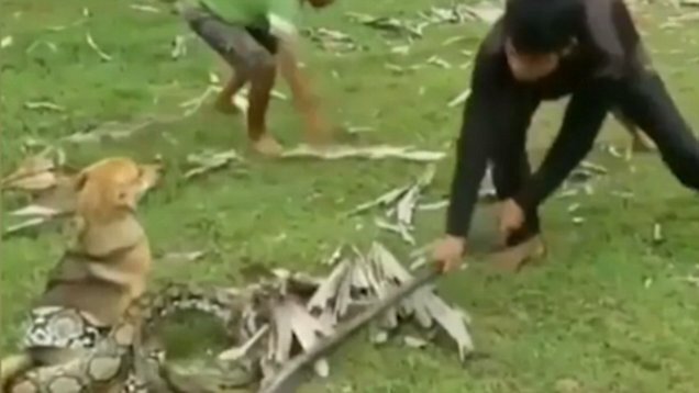 Video: Kinh hãi nhìn 3 bé trai giải cứu chó nhà khỏi rắn khổng lồ