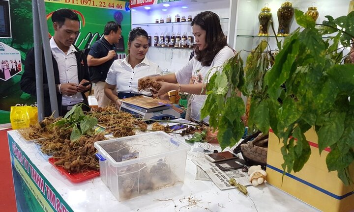 Chợ phiên sâm núi Ngọc Linh thu 4,2 tỷ đồng