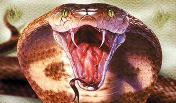 Những trường hợp bị rắn hổ mang chúa cắn chết thương tâm