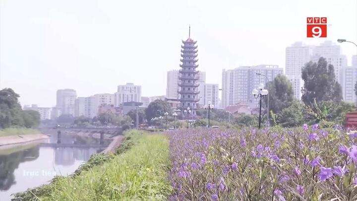 Đường ven sông Tô Lịch đẹp nên thơ, ngập sắc tím hoa dạ yến thảo Mexico