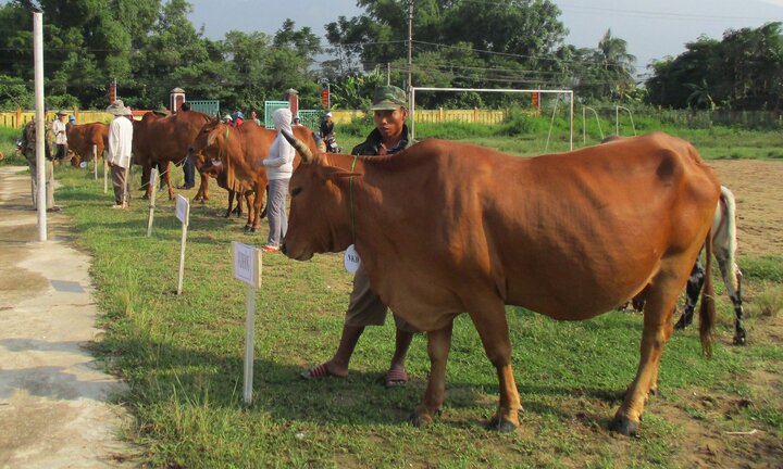 Kỳ lạ cuộc thi nhan sắc dành cho bò ở Quảng Nam