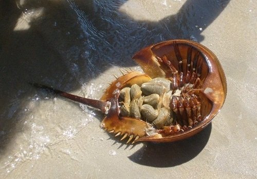 Ăn con so biển to bằng bát cơm, người đàn ông suýt chết