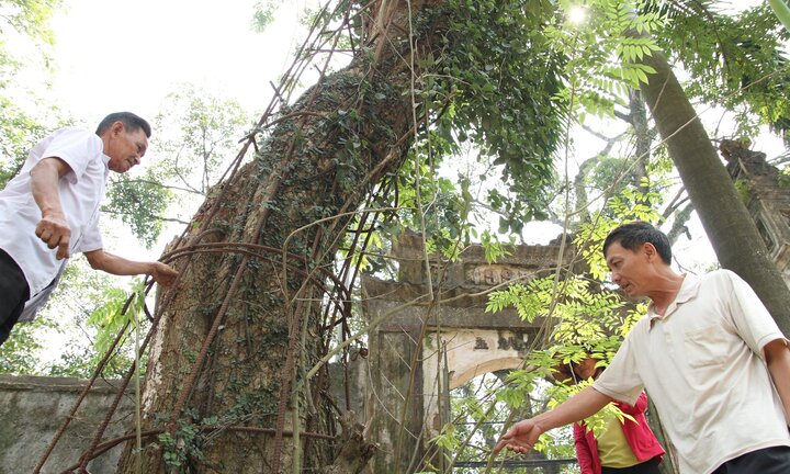 Video: Dân xót xa nhìn khối 'vàng lộ thiên' trăm tỷ đồng chết dần mà không được bán