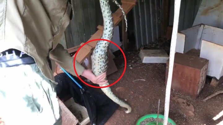 Clip: Bò vào thị trấn ăn trộm gà, trăn tham ăn bị tóm sống