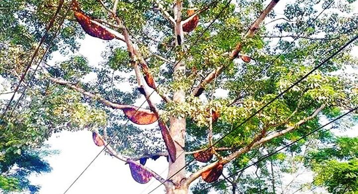 Kỳ lạ hơn 30 tổ ong mật trên cây gạo ở Nghệ An