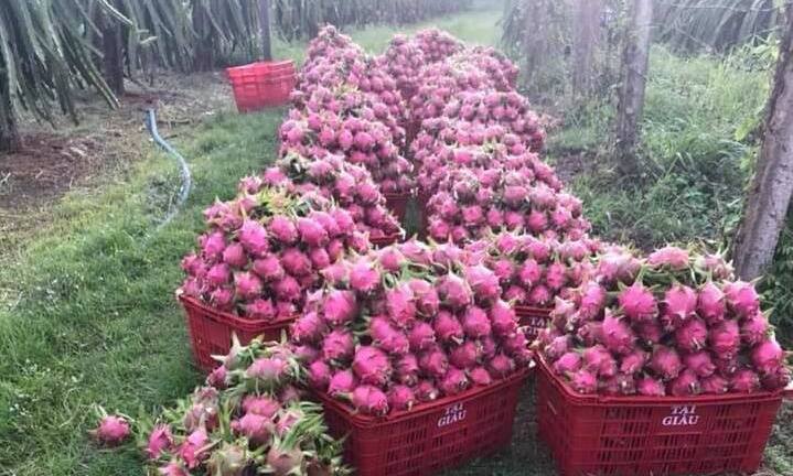 Thanh long rớt giá kỷ lục: Đổ lỗi thương lái Trung Quốc hay tự cứu mình?