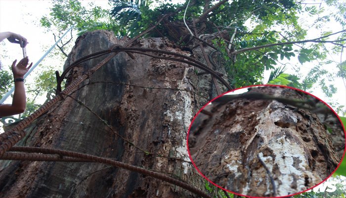 Hà Nội hướng dẫn người dân khai thác cây sưa trăm tỷ đồng