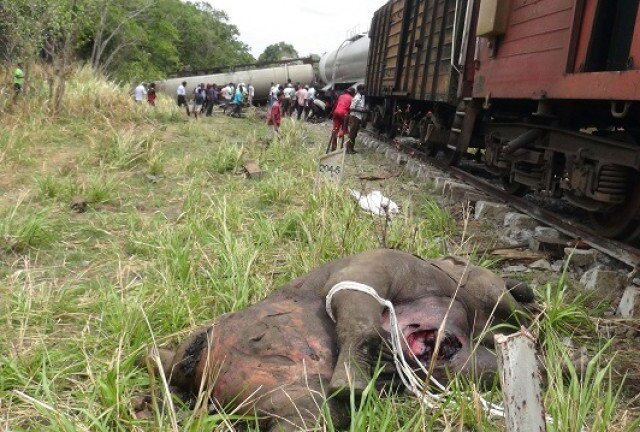 Tàu chở 600 hành khách trật bánh khi đâm vào đàn voi băng qua đường ray