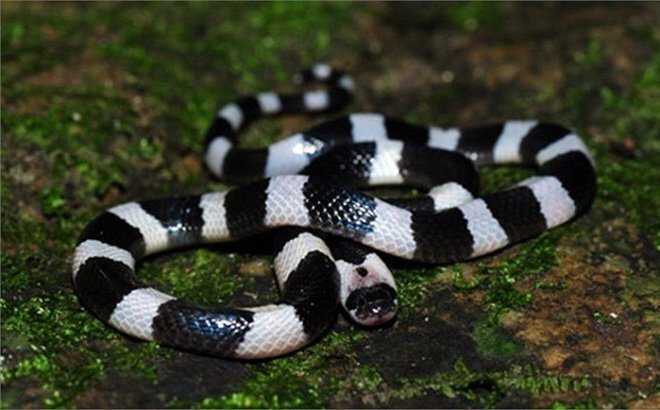 Nọc độc rắn cạp nia, loại rắn phổ biến ở Việt Nam, gây chết người nhanh tới mức nào