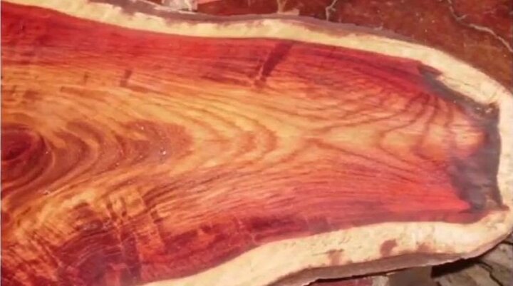 Vì sao đại gia sẵn sàng chi tiền tỷ mua gỗ sưa?