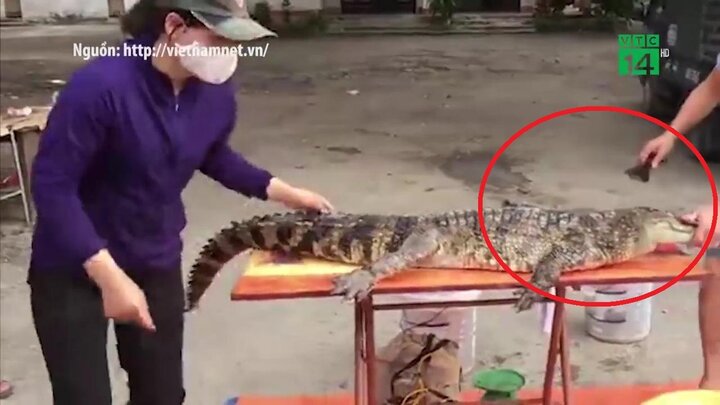 Công khai chích điện, mổ thịt cá sấu ở Nghệ An gây sốc