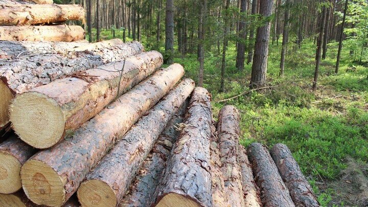 Ba Lan 'bật đèn xanh' cho Mỹ mở rộng căn cứ không quân trên khu rừng quý