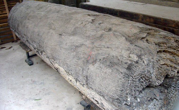 Ngôi làng ở Hưng Yên: Cứ đào xuống đất là trúng mộ thân cây vài ngàn năm tuổi