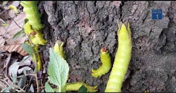 Clip: Sâu lạ lúc nhúc ở Bình Dương, phun thuốc cả tuần không chết