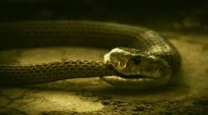 Kinh dị hành vi tự ăn thịt mình của nhiều loài động vật