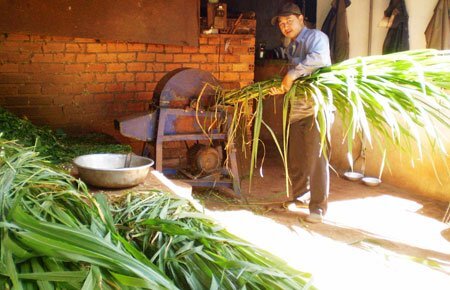 Máy băm cỏ năng suất cao