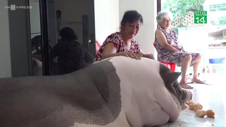 Lợn cưng khổng lồ sống trong nhà cùng chủ, biết tự giữ vệ sinh cá nhân