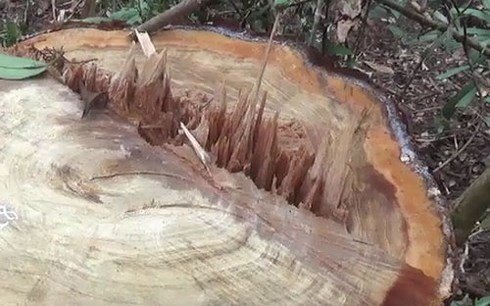 Đề nghị khởi tố vụ triệt hạ 48 cây Pơ mu tại Đắk Lắk