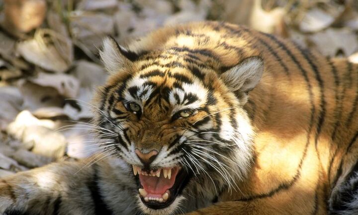 Ráo riết truy lùng hổ cái ranh mãnh, đoạt mạng 13 người