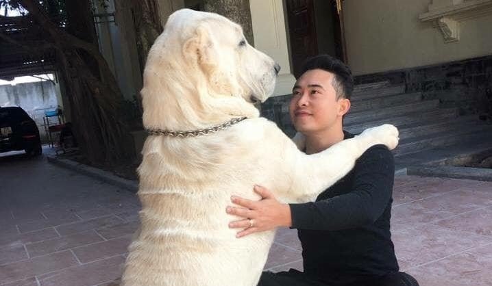 Xôn xao ổ chó 8 con, chủ nhân ra giá hơn 200 triệu đồng