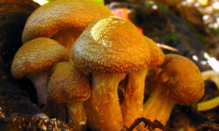 Bất ngờ với sinh vật lớn nhất hành tinh mới được công bố