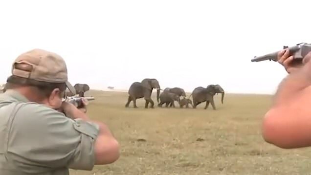 Clip: Đồng loại bị bắn chết, đàn voi nổi điên truy sát thợ săn