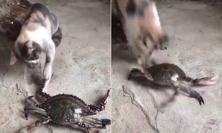 Clip: Dại dột trêu cua, mèo nhận cái kết đắng