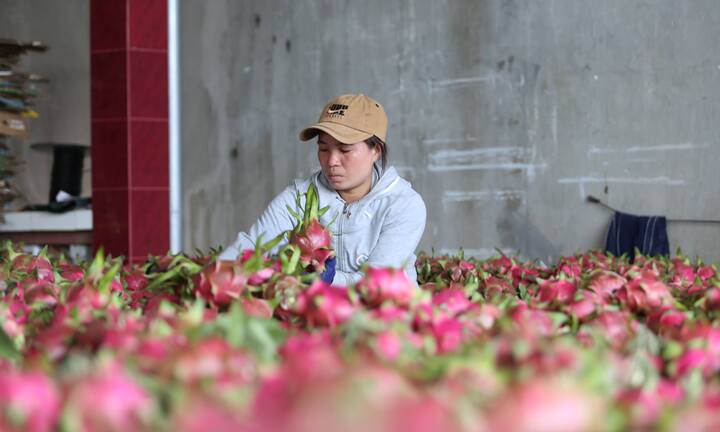 Giá thanh long ổn định trở lại sau thời gian giảm sâu