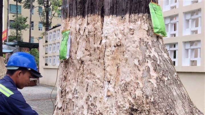 Truyền nước biển cứu 1.000 cây cổ thụ ở thành phố Trà Vinh