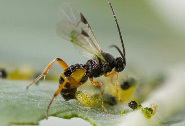 'Mạng xã hội và wifi đỉnh cao' của các loài sinh vật