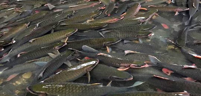 Thung lũng khô cằn đột ngột thành hồ nước và đàn ‘cá ma’ trong núi chui ra