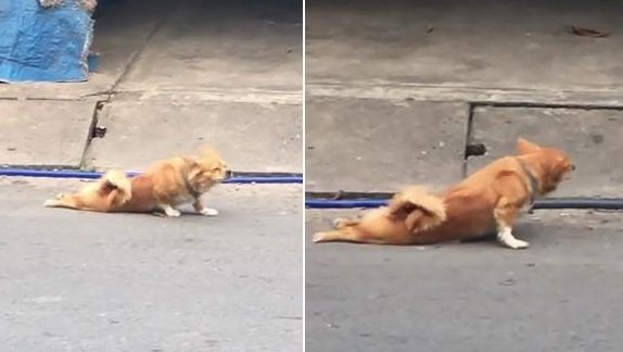 Phì cười clip chó giả tàn tật, lê lết xin ăn trên phố Bình Dương