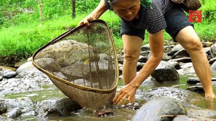 Dân Quảng Ngãi nô nức lội ruộng săn nòng nọc làm món ăn đặc sản