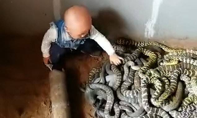 Rùng mình clip bé trai chơi đùa với ổ rắn lúc nhúc, người lớn chỉ đứng nhìn
