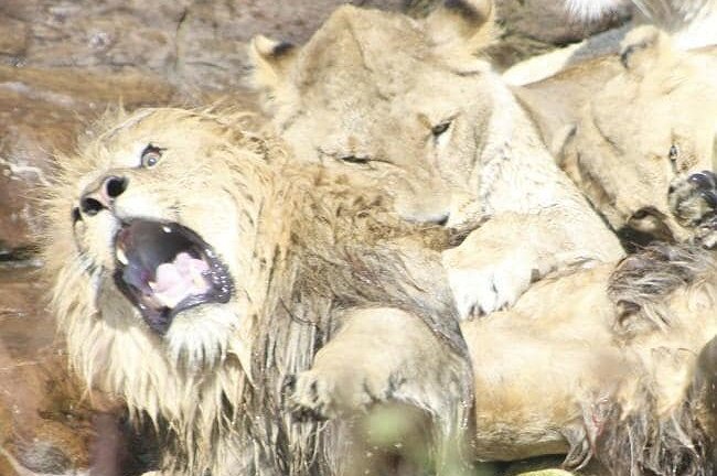 Lý giải nguyên nhân sư tử cái cắn chết bạn tình sau 8 năm chung sống