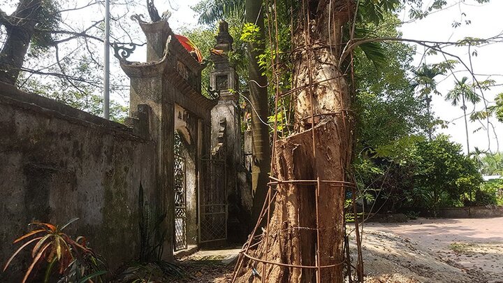 Ly kỳ cuộc chiến bảo vệ những gốc cây trị giá cả trăm tỷ đồng của các lão nông Việt