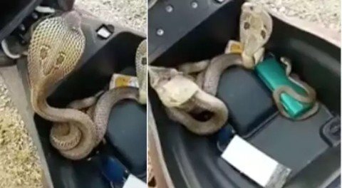 Clip: Mở cốp xe máy, hoảng hồn phát hiện 3 con rắn hổ mang