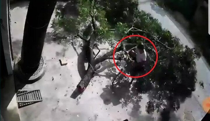 Clip: Cành cây lớn đổ ập xuống đầu, 2 người đàn ông đứng nói chuyện may mắn thoát chết