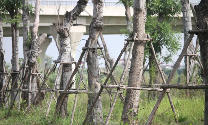 Ảnh: Những cây xà cừ cổ thụ ở Hà Nội chết khô sau khi đánh chuyển