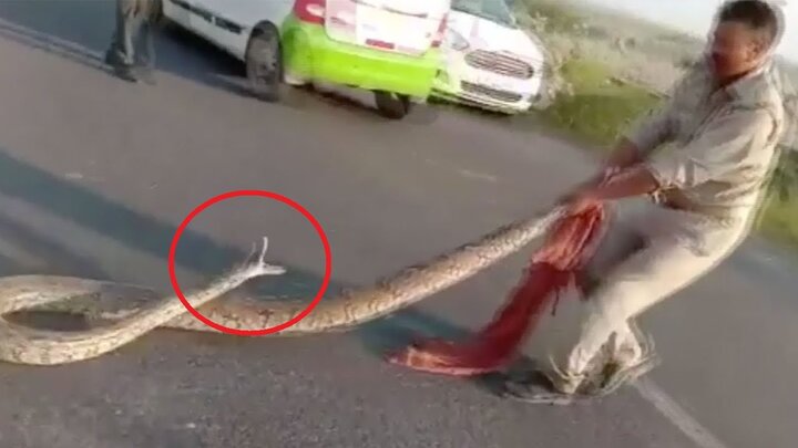 Clip: Bị túm đuôi, trăn hung dữ chồm lên đòi cắn cảnh sát
