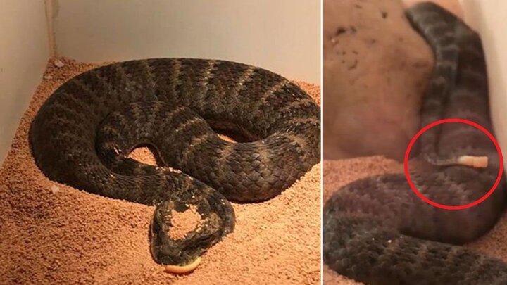 Clip: Rợn người với chiêu ‘mê hoặc’ con mồi của rắn tử thần kịch độc