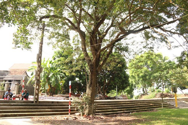 Công an xã lập chốt bảo vệ 3 cây sưa ở Hà Nội