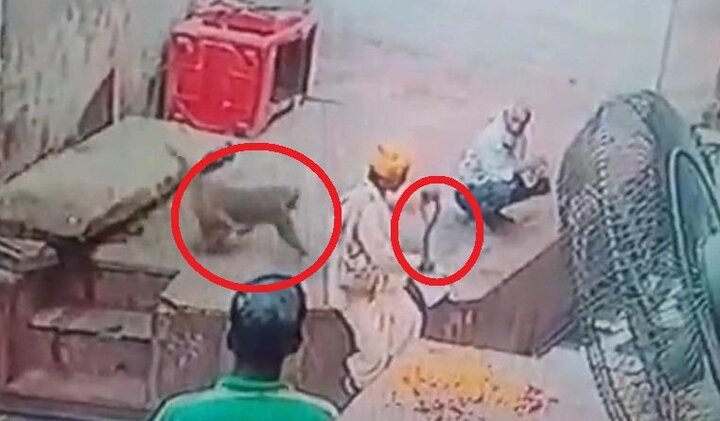 Clip: Khỉ láu cá cướp rắn hổ mang từ tay người dụ rắn