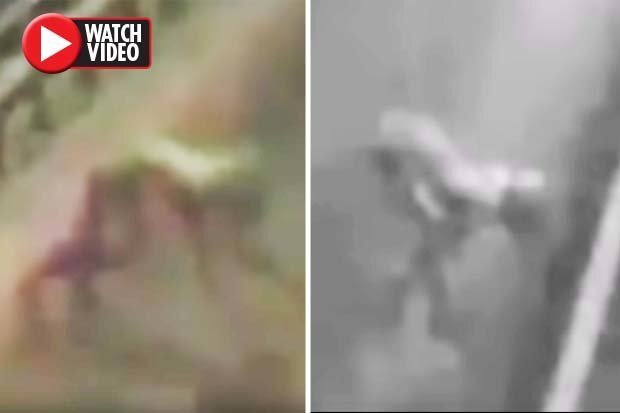 Video: Quái vật 'nửa người, nửa chó' lao phăm phăm qua cao tốc giữa đêm