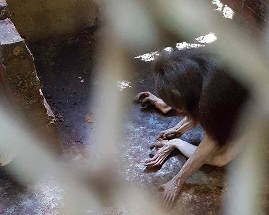 Nơi ngục tù của các loài động vật tại Củ Chi, TP.HCM