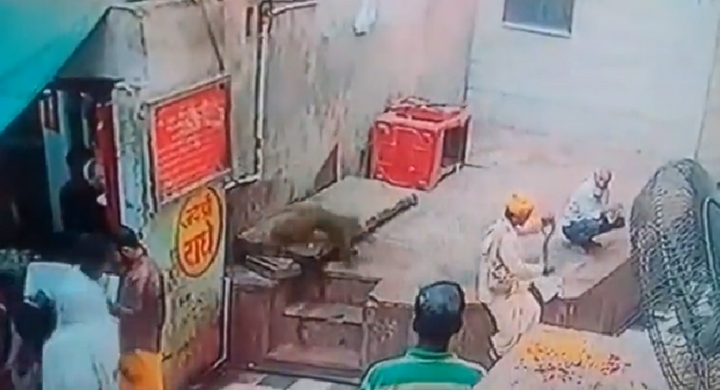 Video: Bị khỉ cướp hổ mang chúa ngay trên tay, người đàn ông trèo tường truy đuổi