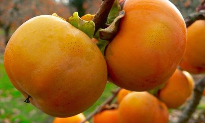 Vì sao ăn hồng giòn dễ bị tắc ruột?