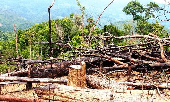 Phá rừng phòng hộ quy mô lớn ở Quảng Nam, hai vợ chồng lĩnh án
