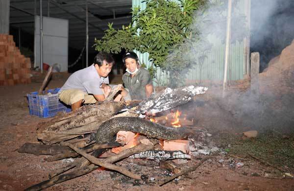 Một thanh niên nghi bị trăn siết chết ở Đồng Nai