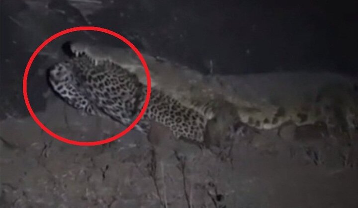 Clip: Cá sấu sông Nile ngoạm xác, ăn thịt báo đốm trong đêm